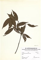 藏品(臺灣肉桂)的圖片